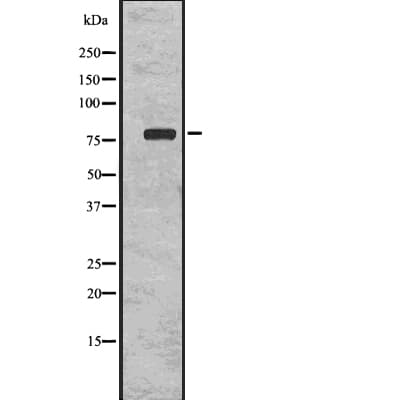 KDELR1 / HDEL Antibody