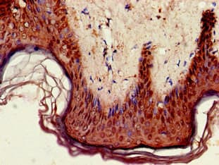GPIHBP1 Antibody