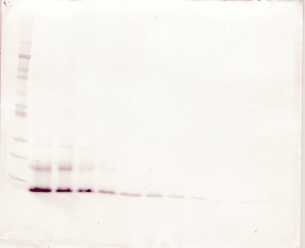 Polyclonal Goat anti-Human CCL13 / MCP4 Antibody (WB)