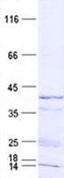 Human GLT8D1 Protein (Recombinant His, N-Terminal)