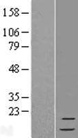 FAU / Fub1 Protein (Over-Expression Lysate Myc-DDK (Flag))