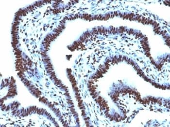 Histone Antibody (clone AE-4)