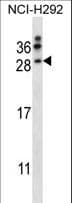 NRTN / Neurturin Antibody (aa46-75)