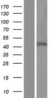 LMAN2L Protein (Over-Expression Lysate Myc-DDK (Flag))