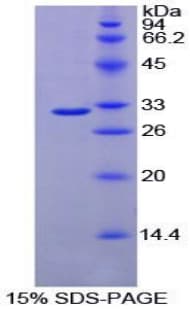 Mouse FUT4 / CD15 Protein (Recombinant His-T7)