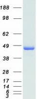 Human TRAF1 Protein (Recombinant Myc-DDK (Flag))