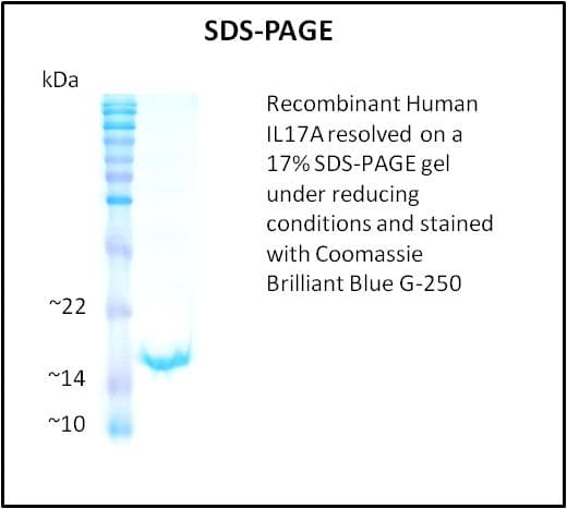 Human IL17A Protein (Recombinant)