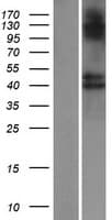 B3GNT8 Protein (Over-Expression Lysate Myc-DDK (Flag))