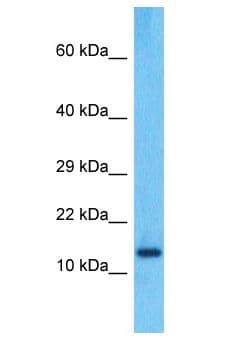 PPIAL4C Antibody (aa108-157)
