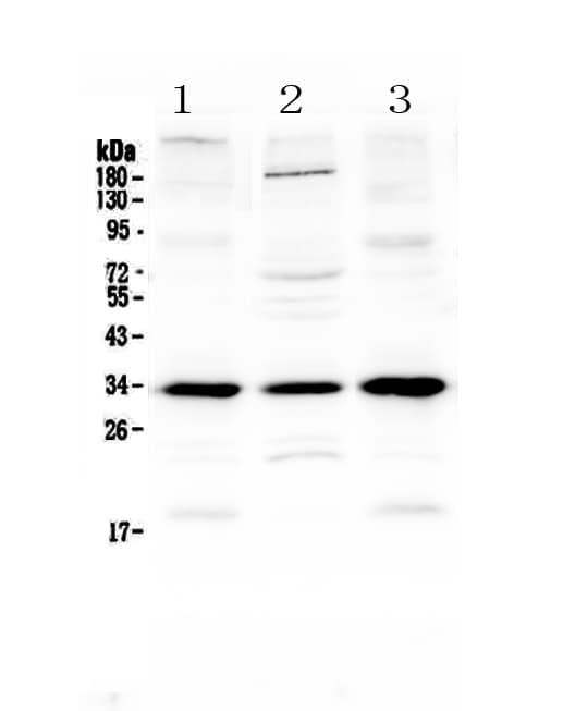 MYD88 Antibody