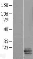 LSMEM2 / C3orf45 Protein (Over-Expression Lysate Myc-DDK (Flag))