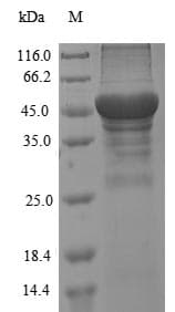 Ambrosia artemisiifolia PLY1 / Pectate lyase 1 Protein (Recombinant 6His, N-terminus)
