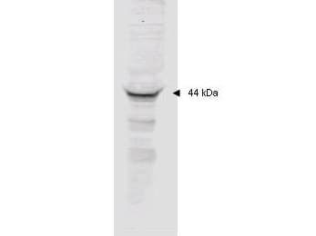 MAPKAPK2 / MAPKAP Kinase 2 Antibody