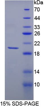 Pig MMP13 Protein (Recombinant His-T7)