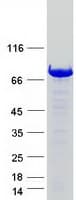 Human EIF4B Protein (Recombinant Myc-DDK (Flag))