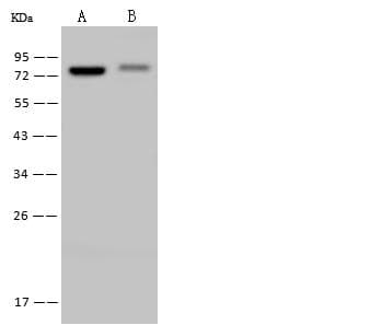 DDX41 / ABS Antibody (Preservative Free)