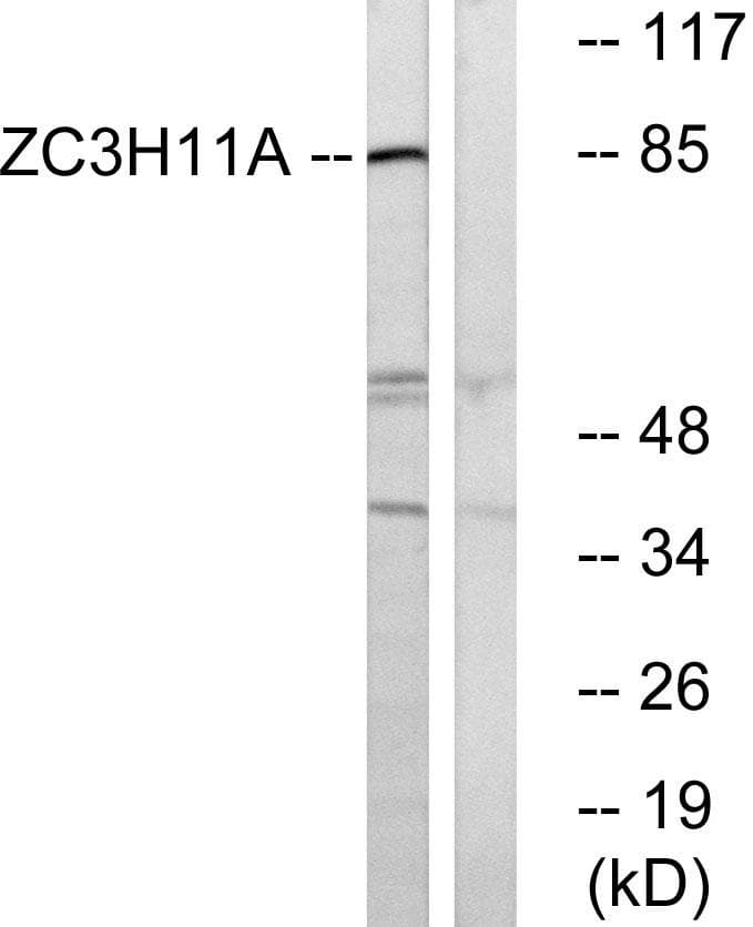 ZC3H11A Antibody