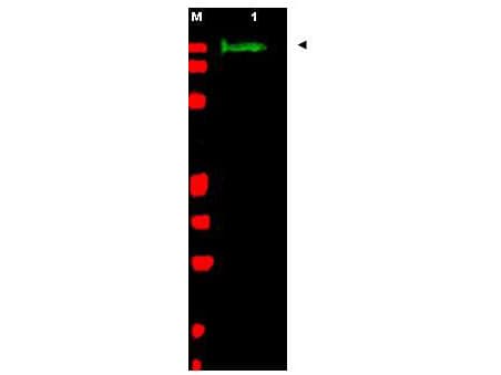 SLIT2 Antibody