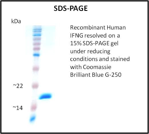 Human IFN Gamma / Interferon Gamma Protein (Recombinant)