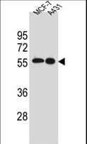SRC Antibody (aa24-52)