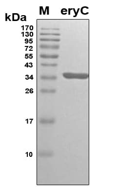 Brucella abortus eryC Protein (Recombinant 6His, N-terminus)