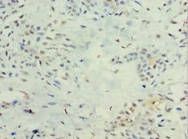 IFNL1 / IL29 Antibody (aa20-200)