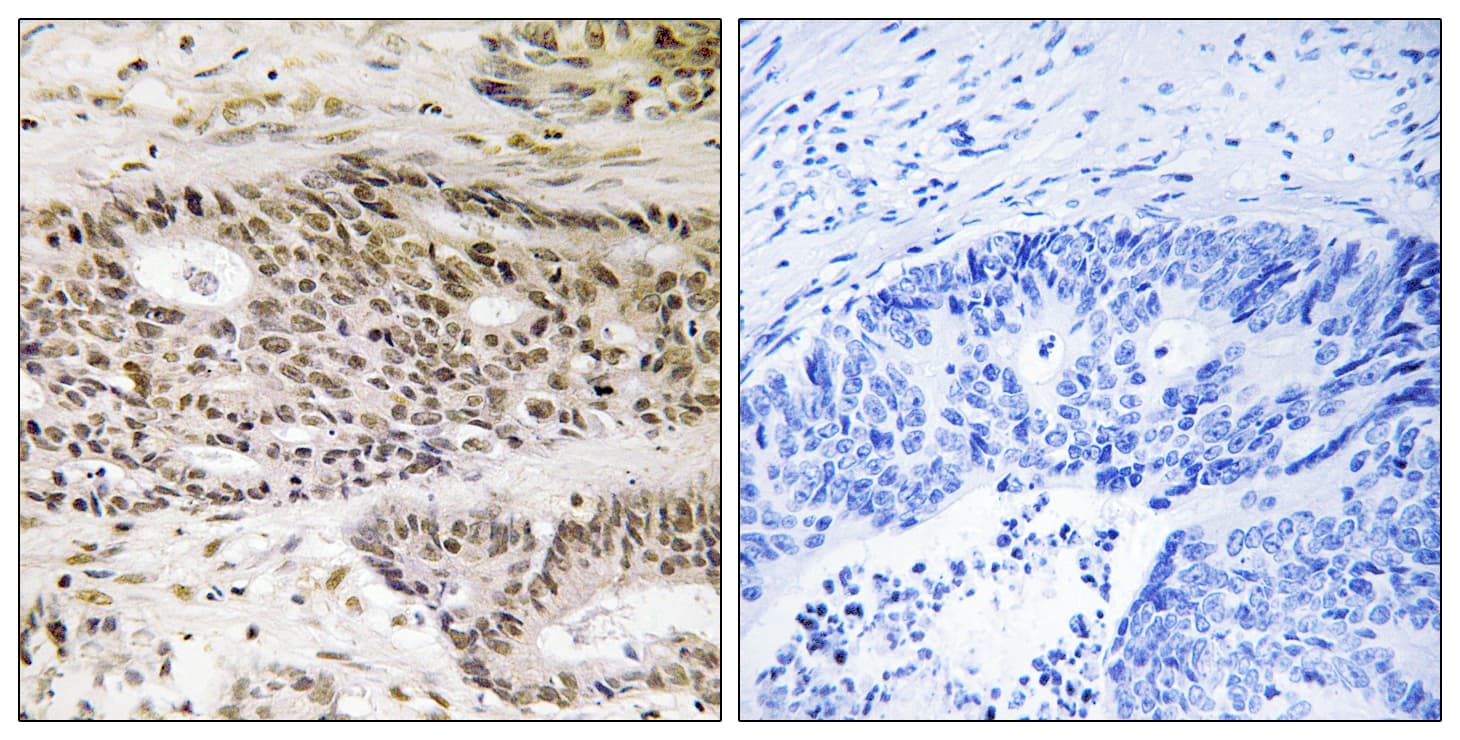 USP48 Antibody (aa631-680)