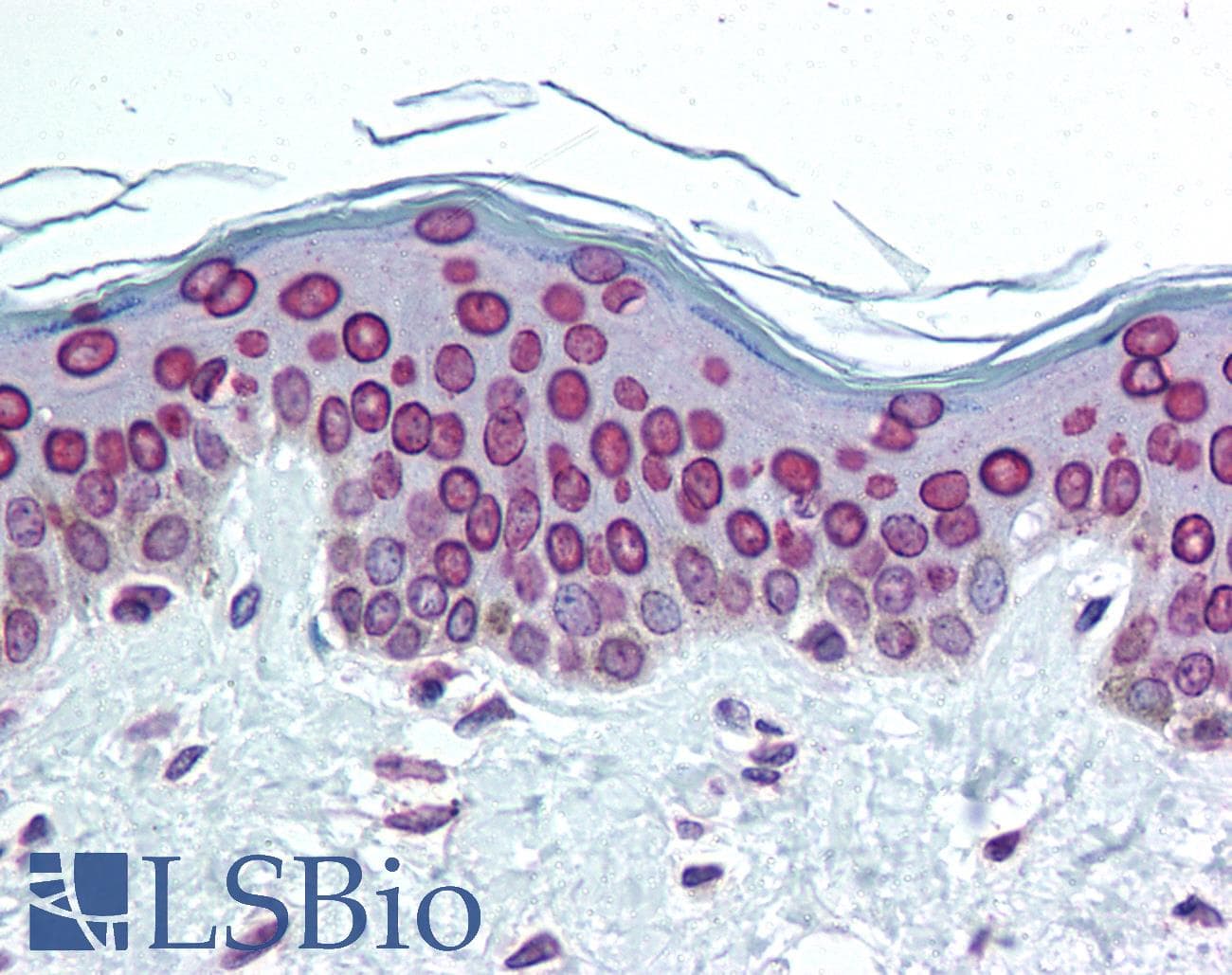 PathPlus™ LMNA / Lamin A+C Antibody (C-Terminus)