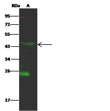Polyclonal Rabbit anti-Human SIAH2 Antibody (Preservative Free, WB)