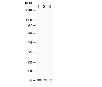 TGFA / TGF Alpha Antibody (aa73-89)