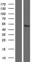 GOT1L1 Protein (Over-Expression Lysate Myc-DDK (Flag))