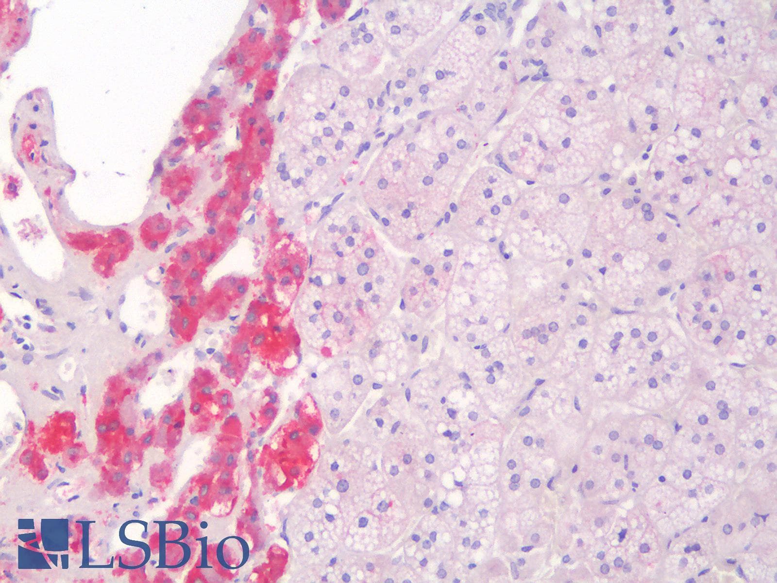 PathPlus™ SYP / Synaptophysin Antibody