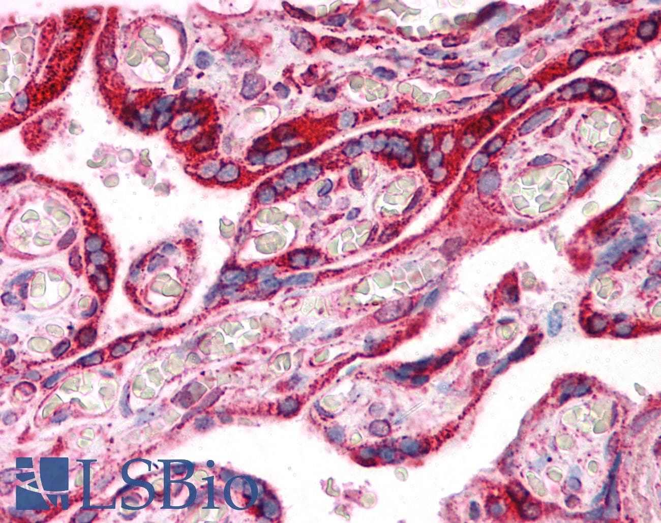 PathPlus™ CANX / Calnexin Antibody