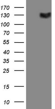 CSF2RB / CD131 Antibody (clone OTI7A4, Carrier-free)