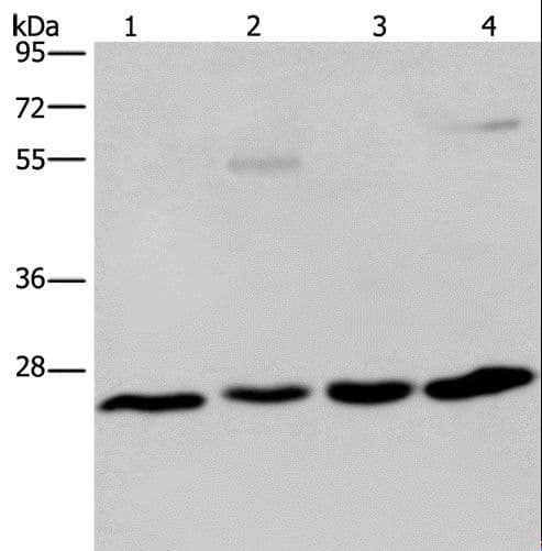 ETHE1 Antibody