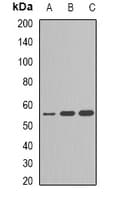 CYP2C9 / Cytochrome P450 2C9 Antibody