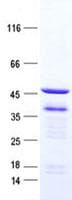 Human GATA1 Protein (Recombinant His, N-Terminal)