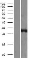 CA13 / Carbonic Anhydrase XIII Protein (Over-Expression Lysate Myc-DDK (Flag))