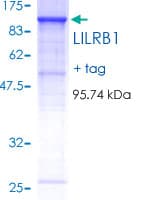 Human ILT2 / CD85 Protein (Recombinant GST)