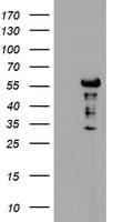 DOK7 Antibody (clone OTI3C12, Carrier-free)