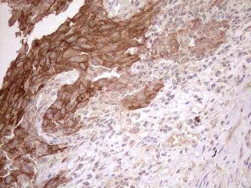 c-Met Antibody (aa570-885, clone UMAB190)