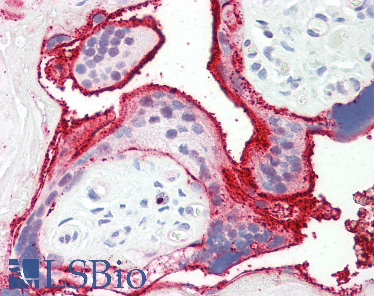 IHC-plus™ Polyclonal Rabbit anti-Human ZNF287 Antibody (aa241-290, IHC, WB)