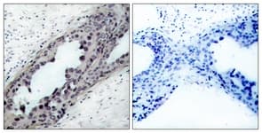 PTEN Antibody (phospho-Ser380/)