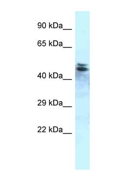 PPP1R7 Antibody (C-Terminus)
