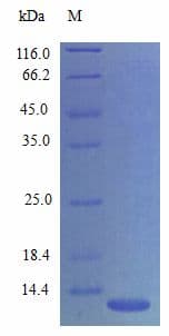 Mouse BRAK / CXCL14 Protein (Recombinant)