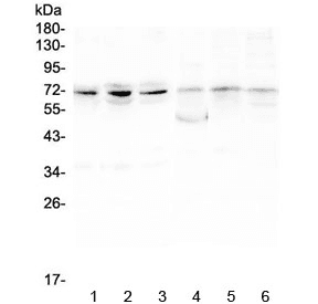 BMAL2 / ARNTL2 Antibody