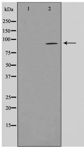 SLC4A1AP / Kanadaptin Antibody