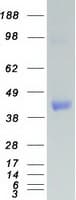 Human ICSBP / IRF8 Protein (Recombinant Myc-DDK (Flag))