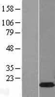 BEX1 Protein (Over-Expression Lysate Myc-DDK (Flag))