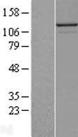 NLRP2 / NALP2 Protein (Over-Expression Lysate Myc-DDK (Flag))